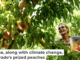 Colorado’s peach industry is threatened by a fungal disease. Helen H. Richardson/The Denver Post via Getty Images